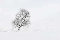 Snow ridge tree