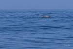 0A3A7776 Big Ocean one fluke