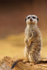 Meerkat