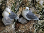 Kittiwakes