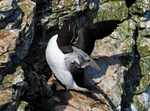Razorbill