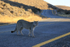 Puma crossing road, late afternoon, Torres del Paine, Chile