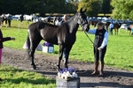 505-MR.DARCY-Eleanor.Newcombe-TrotUp+SJ portfolio
