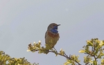 Male Bluethroat