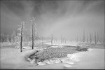 Winter Trees Mono V1F