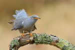 Cuckoo (male) on perch, Scotland