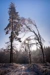 Worral Hill Frost 2