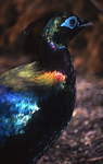 Himalayan Monal 02