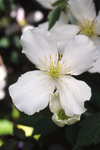Clematis Montana Alba - 2