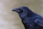 Carrion Crow - Corvus corone