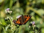 Small Tortoiseshell