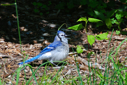 Birds portfolio