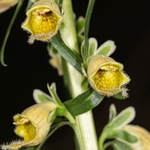 Rusty foxglove (Digitalis ferruginea)