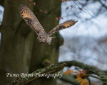 wow woodland walk-64