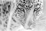 wary