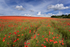 Summer Poppies