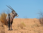 Desert Gemsbok