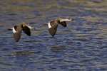 Crested Duck pair flying, Chile