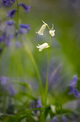Wild Flowers (Lockdown in Spring) portfolio