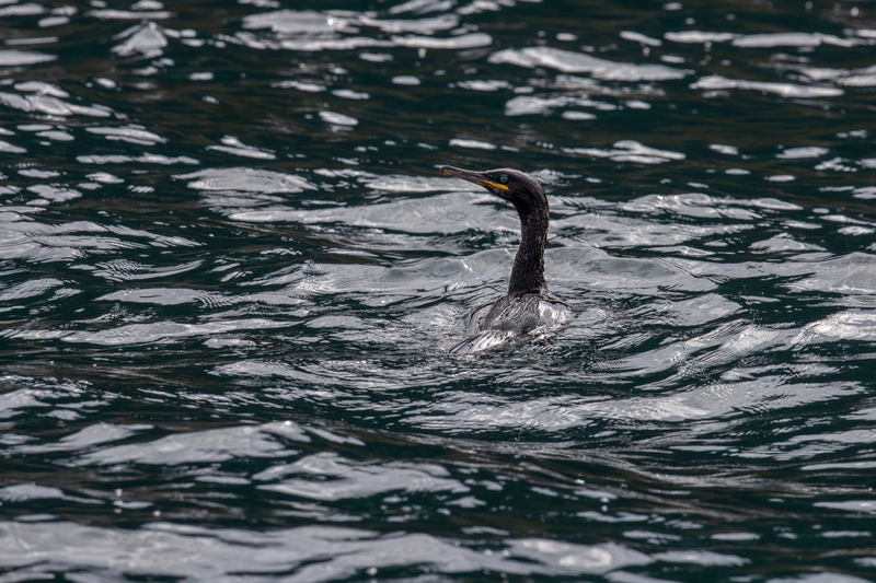 European Shag - Isle of Skye - Scotland