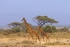_M7B0008 Amboseli