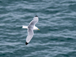 Kittiwake