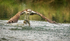 OSPREY, RUTLAND WATER. 15