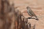 South American Birds portfolio