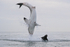 Great White Shark upside down during breach, Mossel Bay, South Africa