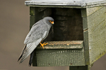 Red-footed Falcon  (m)