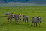 Crater Zebra 1