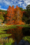 Mt Lofty Autumn Reflections-5731