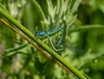 Common Blue Damselfly