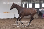 BPP_1837