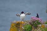 Razorbill