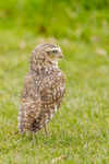 Burrowing owl athena cunnicularia-0737