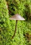 Fungi