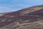Black Combe-475