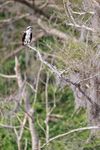 Osprey perched high in tree, Blue Cypress Lake, Florida