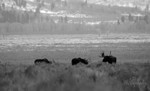 Bull Session- BW