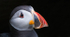 Puffin