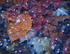 DECEMBER, BACKUS WOODS  #5