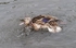 Slimbridge-11