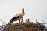 White Storks