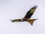 Red Kite