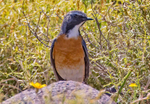 White Throated Robin.