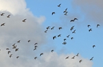 Golden Plovers