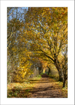 Southwell Trail in Autumn portfolio