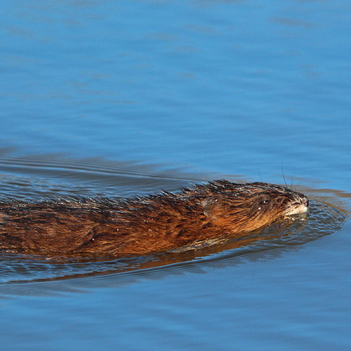 A muskrat swims along a creek near Hampton, New Brunswick.