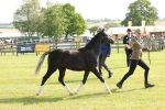 SBM_00696